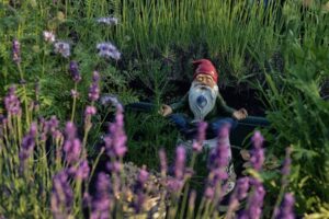 meditating gnome in field picture